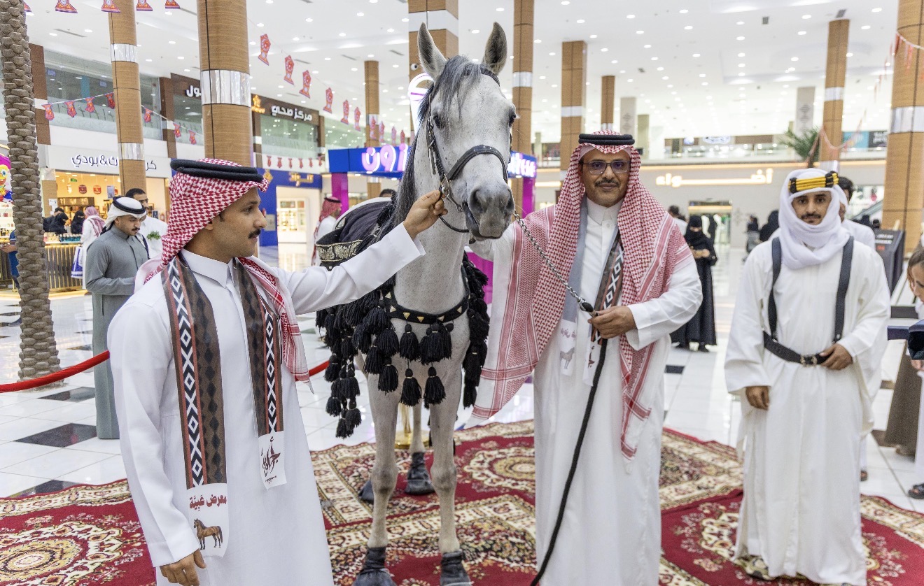 استعراض سلالة خيل الملك عبدالعزيز بمحايل